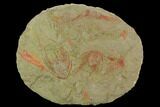 Two Red Selenopeltis Trilobites - Fezouata Formation - #130405-1